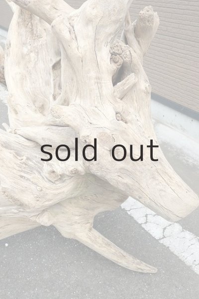 画像4: 大型 根 (4)