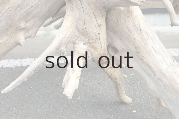 画像2: 大型 根 (2)