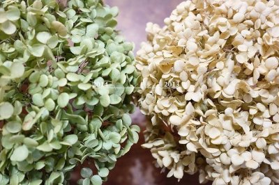 画像3: Dry plants for decor デコール用乾燥紫陽花（アキイロアジサイ・小3本セット）2016開花分