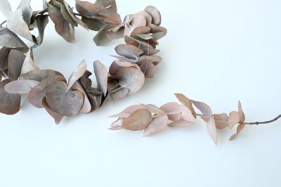 画像3: Dry plants for decor ユーカリリース（銀丸葉）