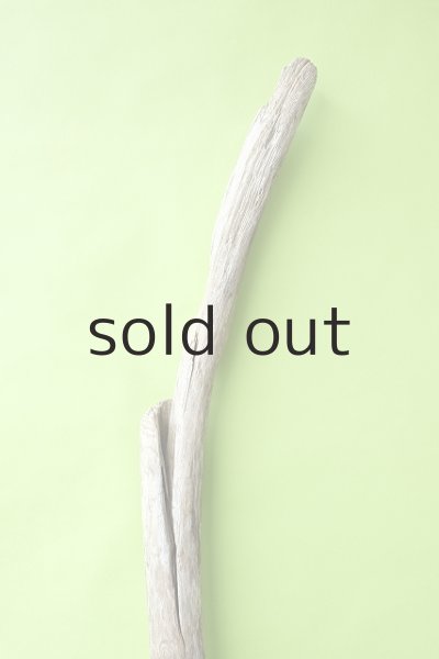 画像3: 幹流木・長尺 (3)