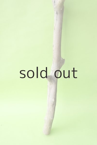 画像2: 幹流木 (2)