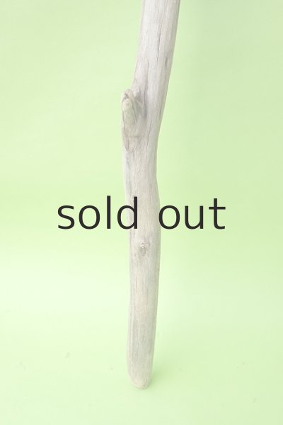 画像2: 幹流木 (2)