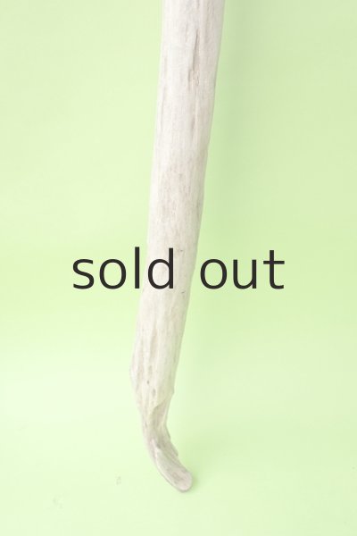 画像2: 幹流木 (2)