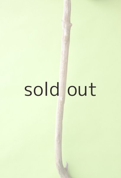 画像4: 幹流木 (4)