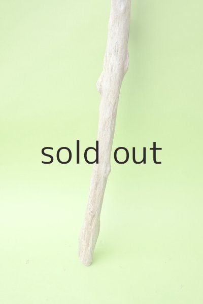 画像2: 幹流木 (2)