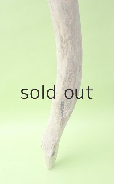 画像2: 幹流木 (2)