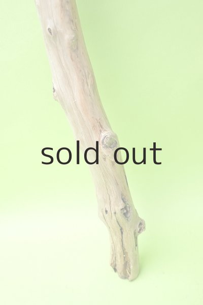 画像2: 幹流木 (2)