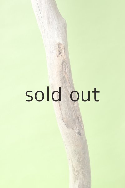 画像3: 幹流木 (3)