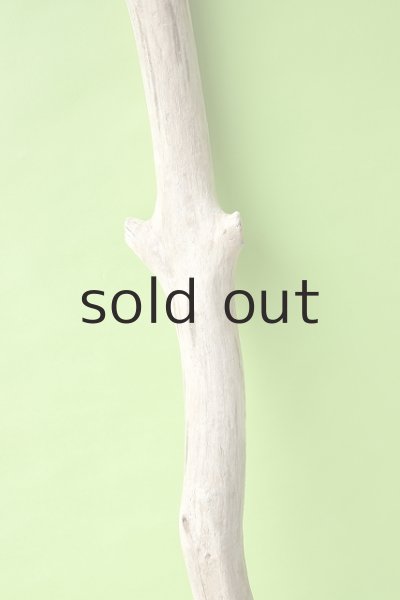 画像4: 幹流木 (4)