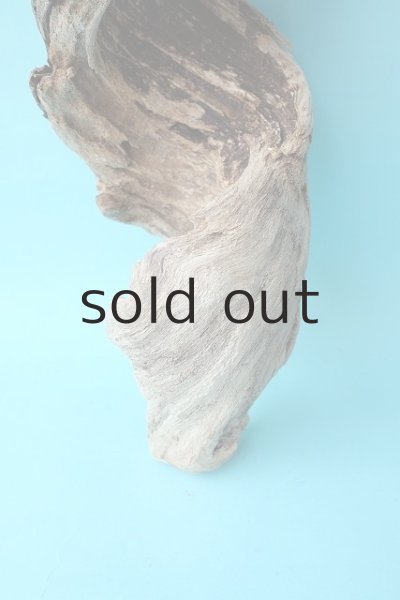 画像2: 変形流木 (2)