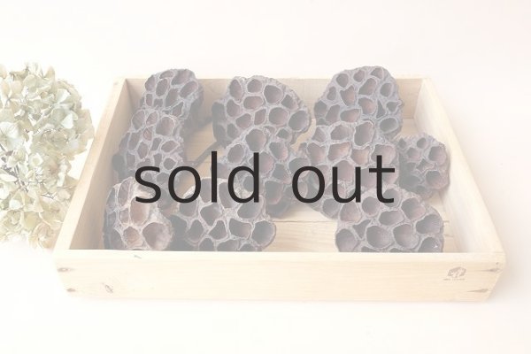 画像2: Dry plants for decor デコール用乾燥花托(蓮)セット*outlet* (2)