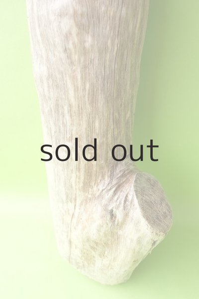 画像2: 幹流木 (2)