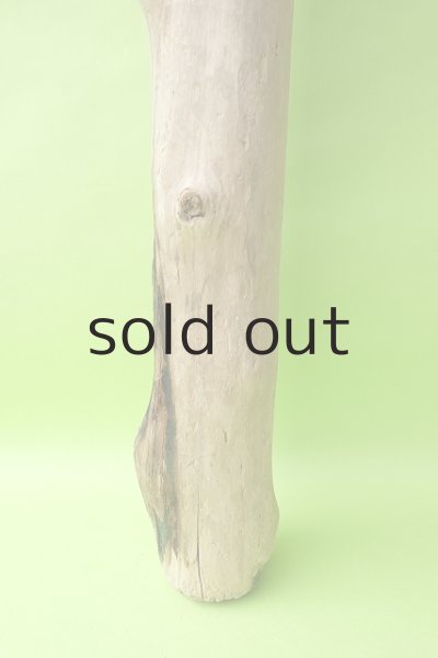 画像2: 幹流木 (2)