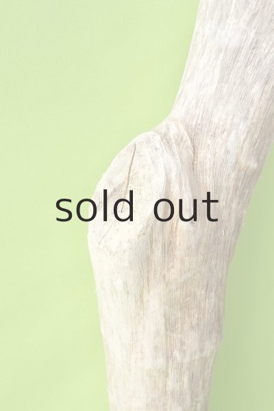 画像4: 幹流木 (4)