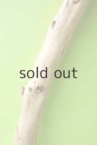 画像3: 幹流木 (3)