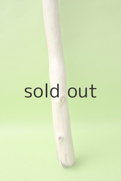 画像2: 幹流木 (2)