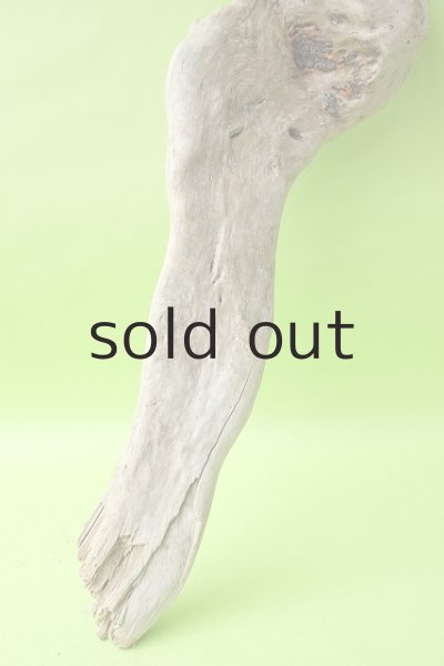 画像2: 幹流木 (2)