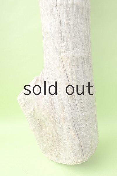 画像5: 幹流木 (5)