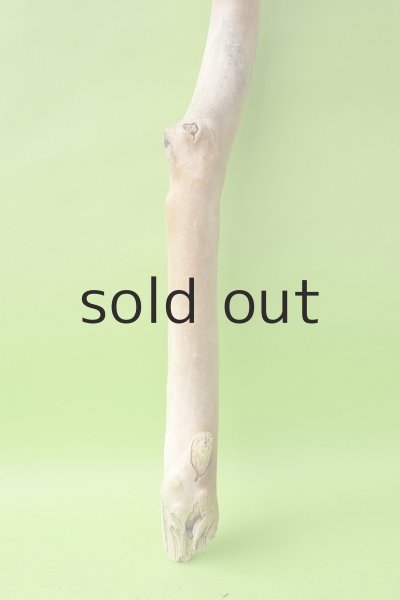 画像2: 幹流木 (2)