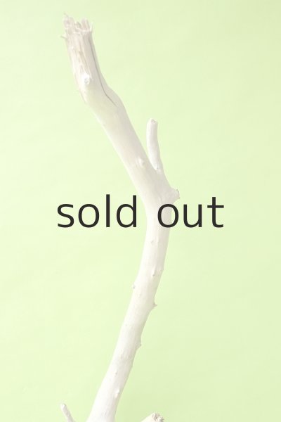 画像4: 幹流木 (4)