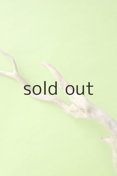 画像4: 幹流木 (4)