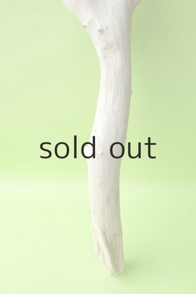 画像2: 幹流木 (2)