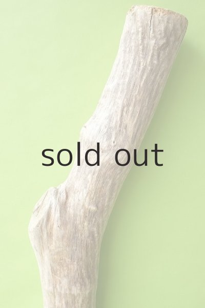 画像3: 幹流木 (3)