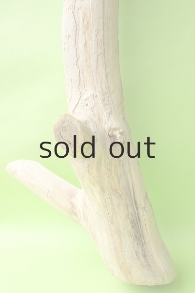 画像2: 幹流木 (2)