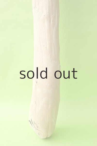 画像2: 幹流木 (2)