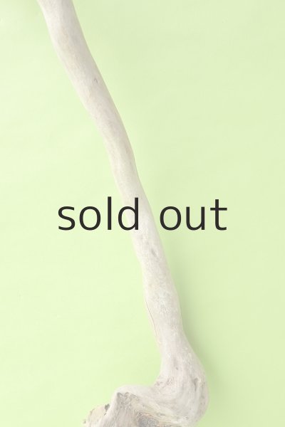 画像3: 幹流木 (3)