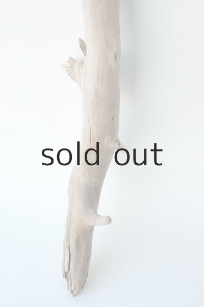 画像2: 幹流木 (2)