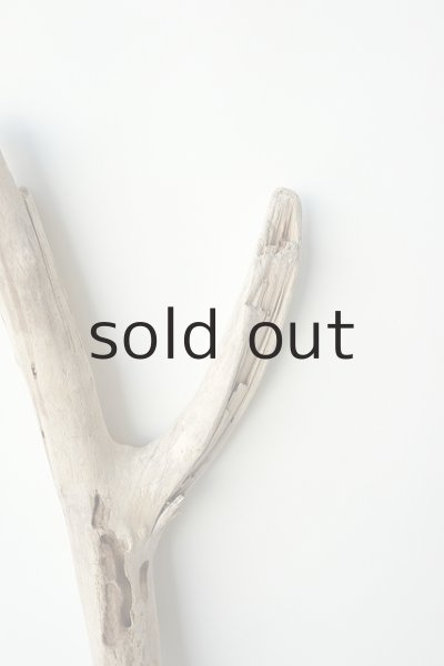 画像4: 幹流木 (4)