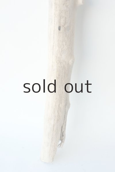 画像2: 幹流木 (2)