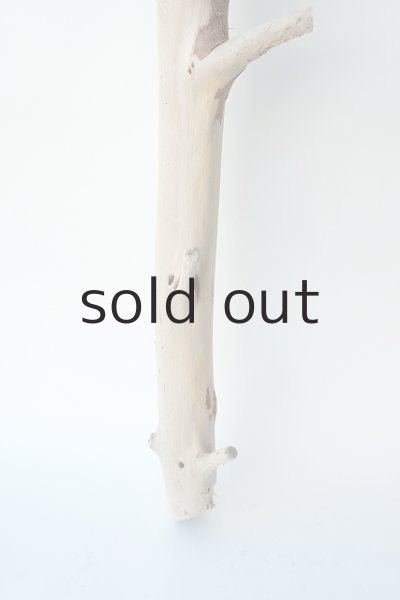 画像2: 幹流木 (2)