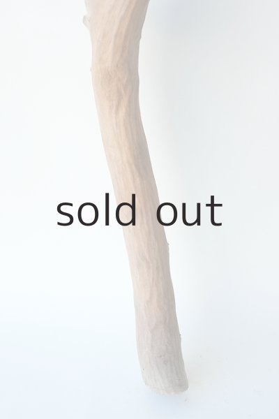 画像2: 幹流木 (2)