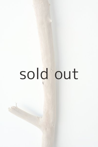 画像3: 幹流木 (3)