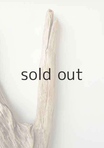 画像3: 幹流木 (3)