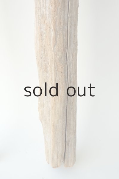 画像5: 幹流木 (5)