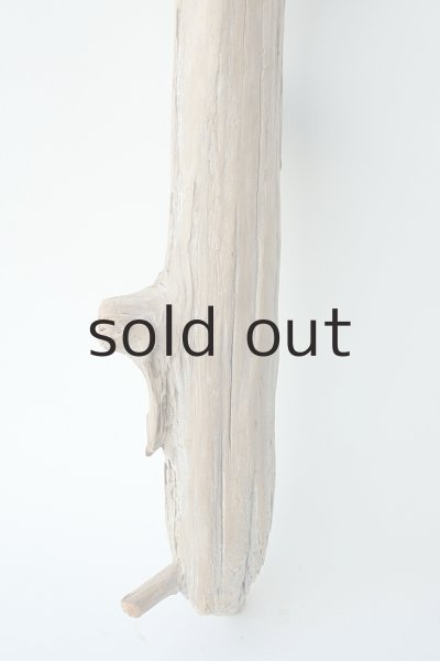 画像2: 幹流木 (2)