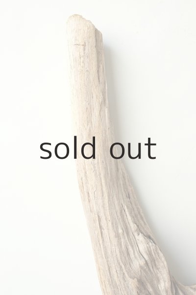 画像4: 幹流木 (4)