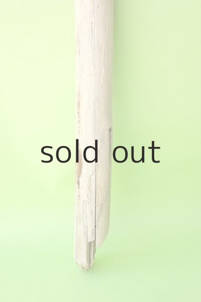 画像2: 幹流木 (2)