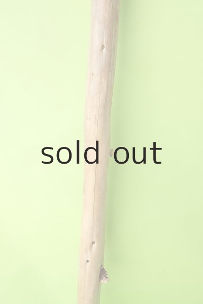 画像3: 幹流木 (3)