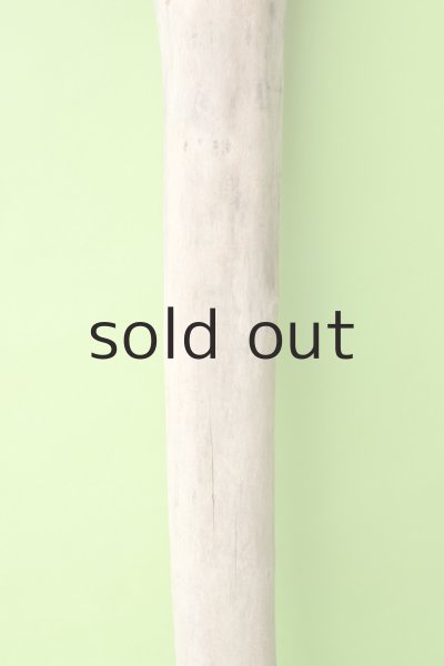 画像3: 幹流木 (3)