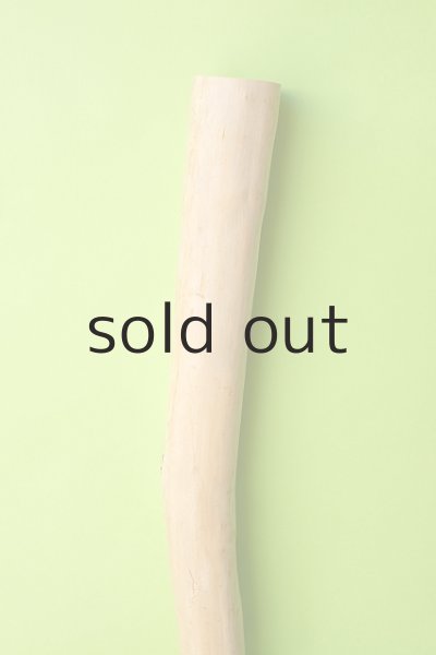 画像3: 幹流木 (3)