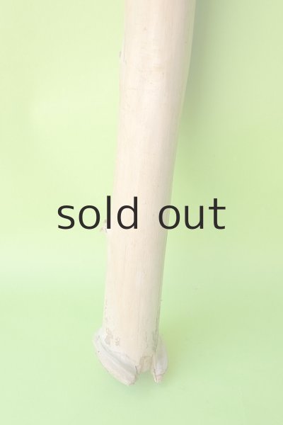 画像2: 幹流木 (2)