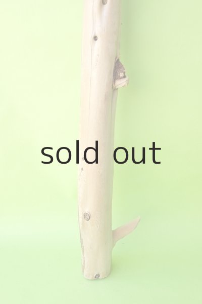 画像2: 幹流木 (2)