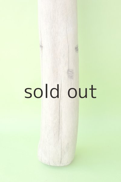 画像2: 幹流木 (2)