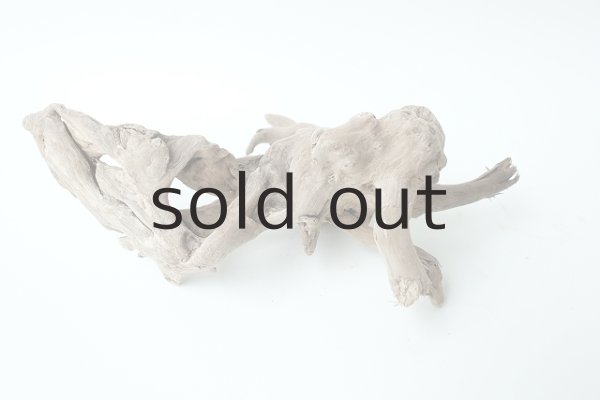 画像2: ミニ流木根 (2)