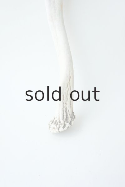 画像2: デコール用二ホンジカの角 (2)